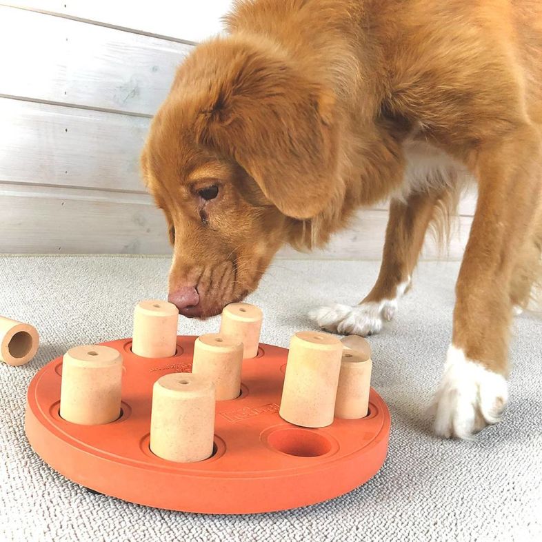 DOG SMART - COMPOSITE