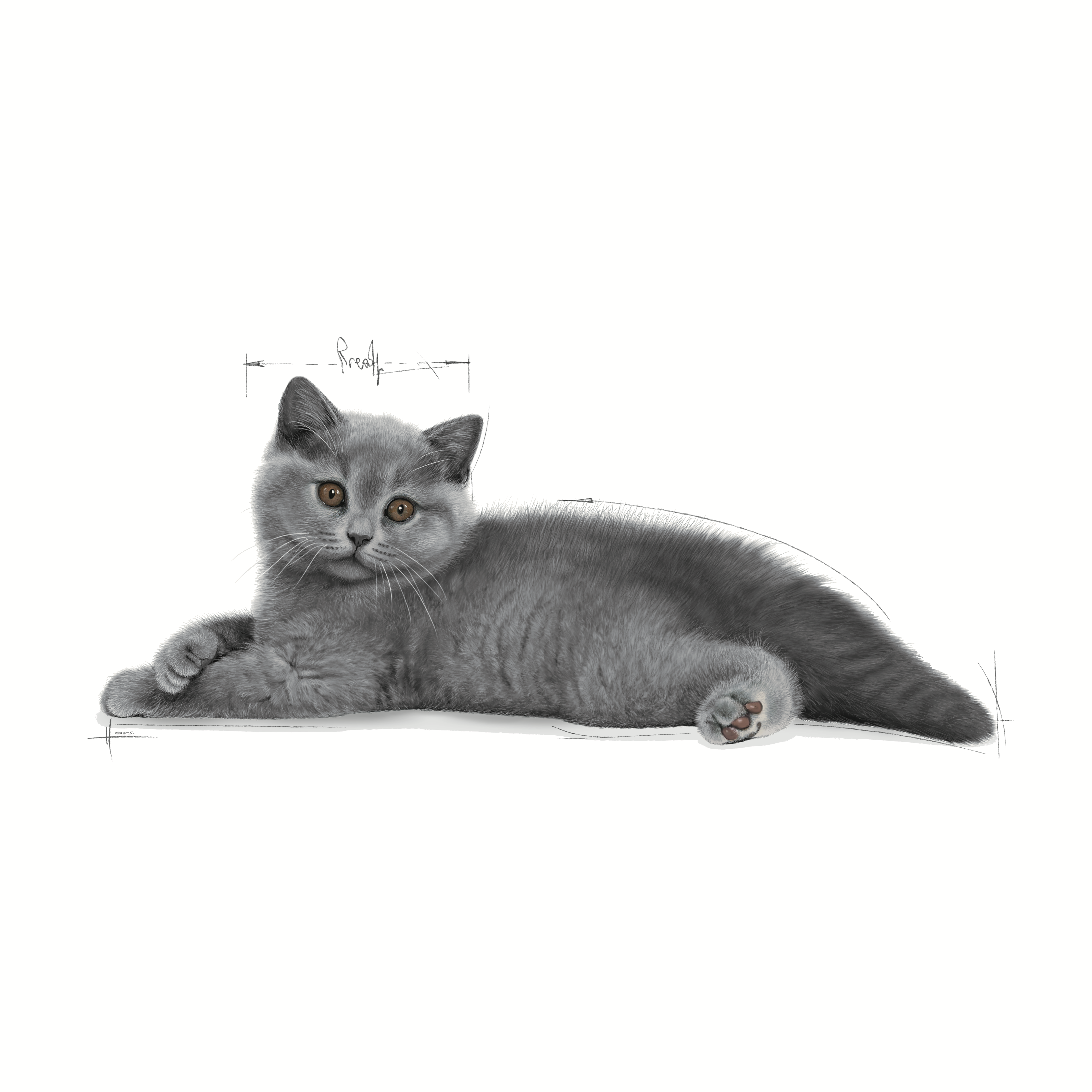 Royal Canin Kitten British Shorthair