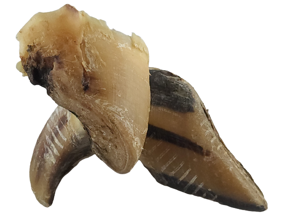Rinderhufe