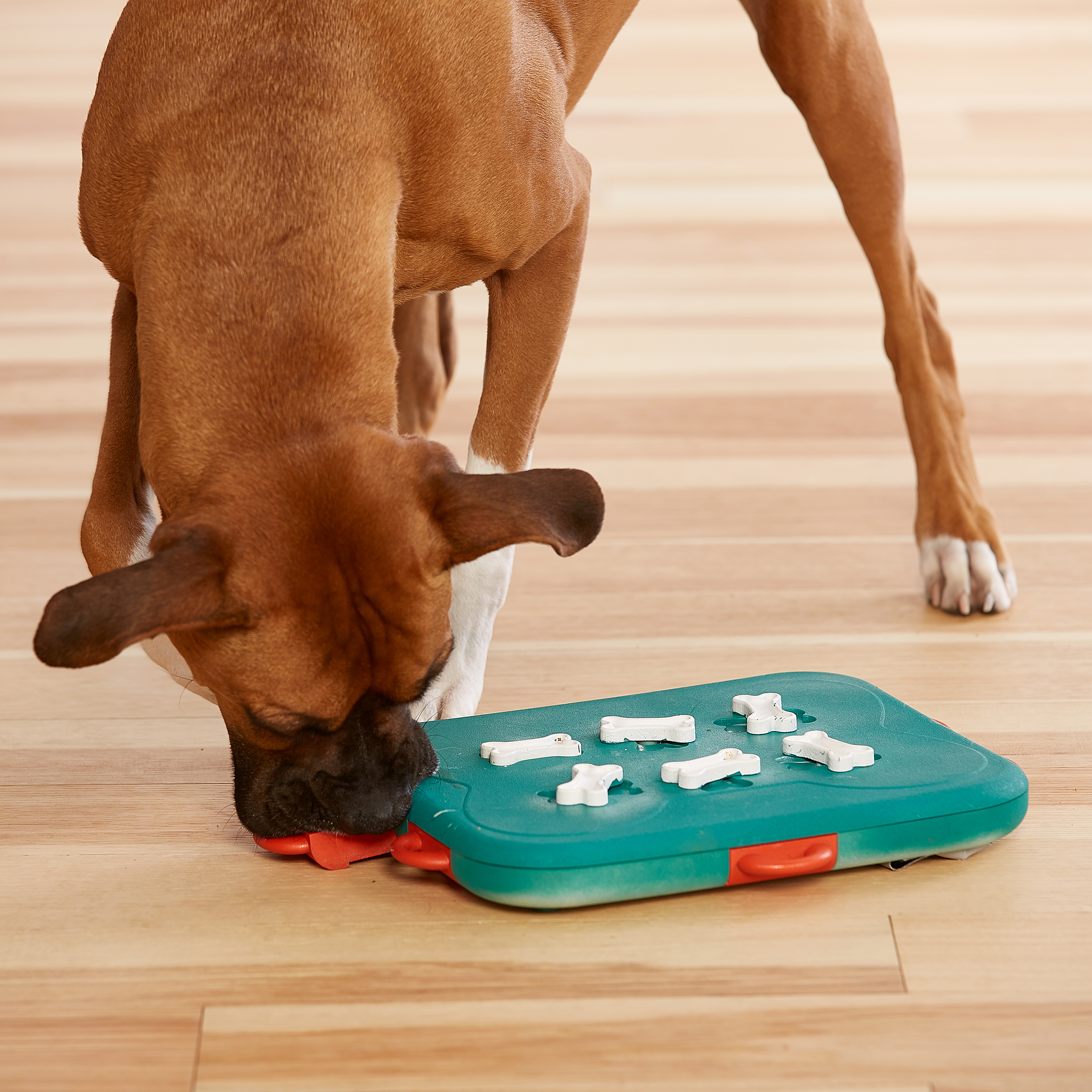 DOG CASINO