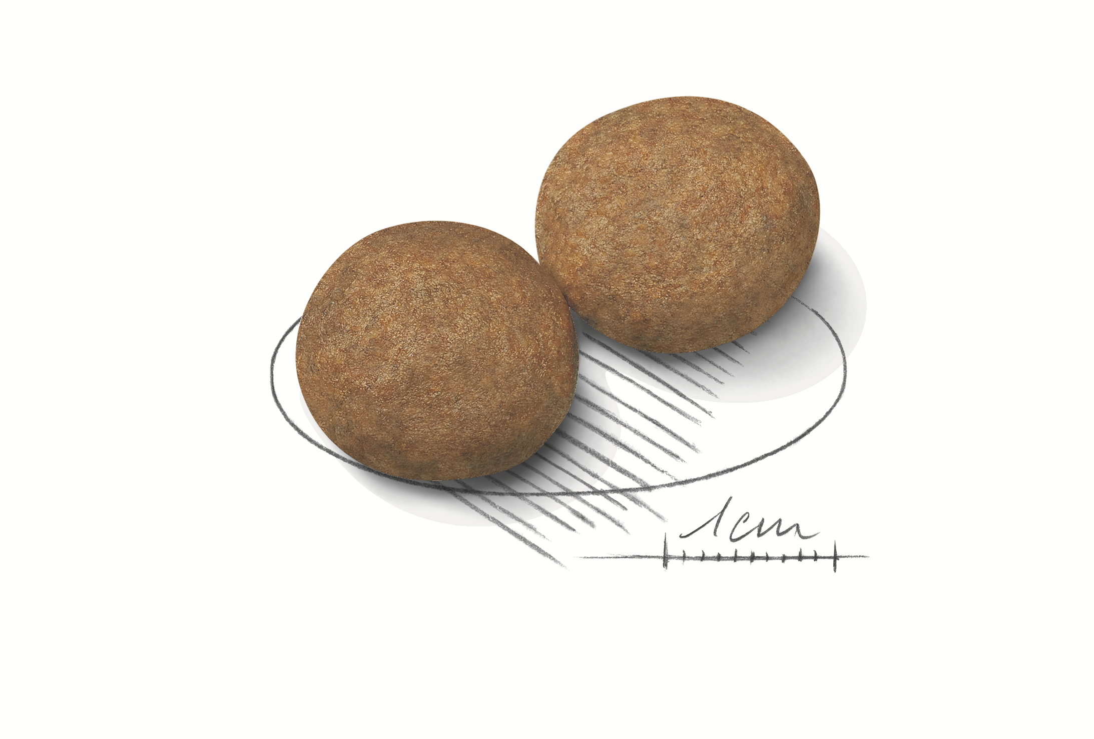 Royal Canin Medium Adult