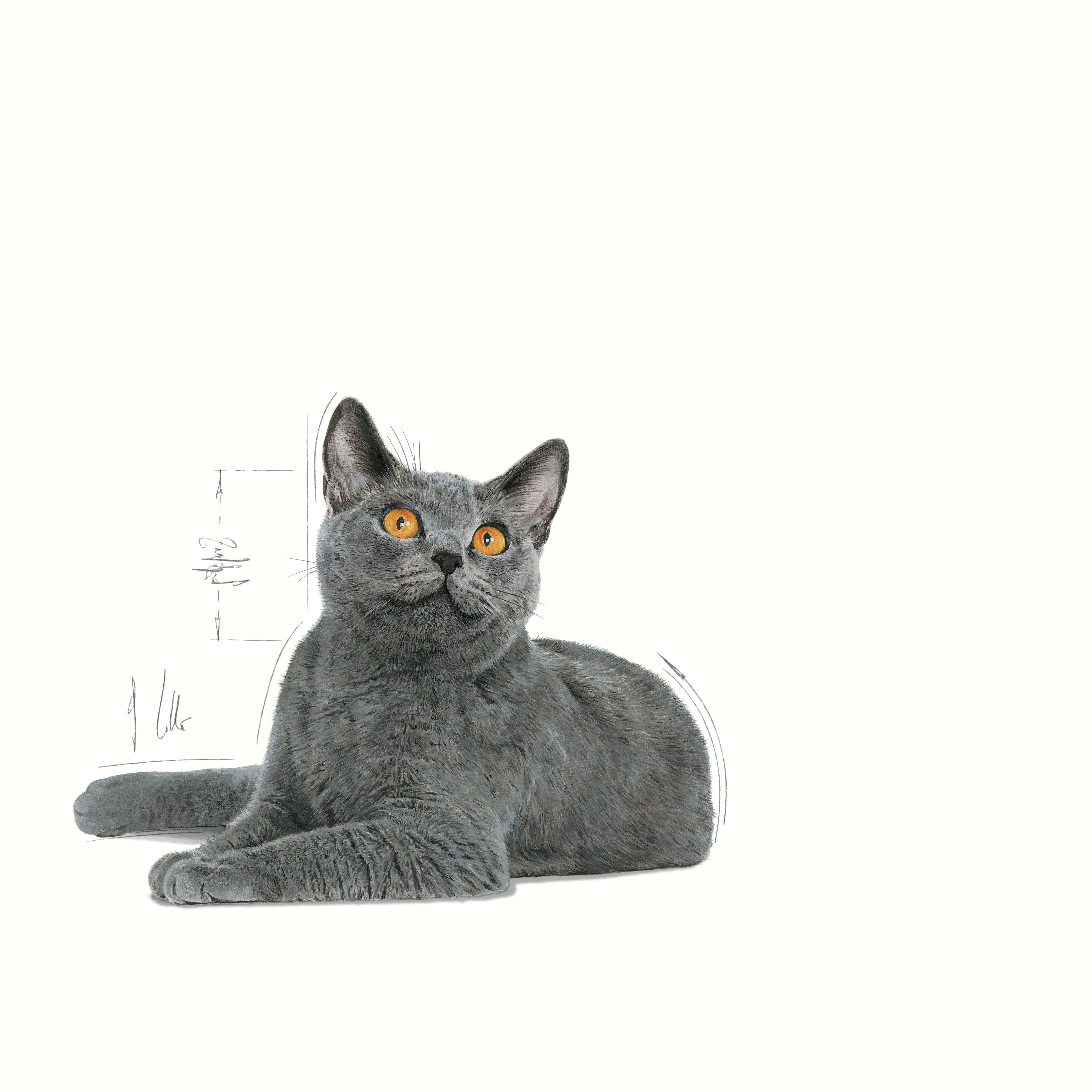 Royal Canin Oral Care