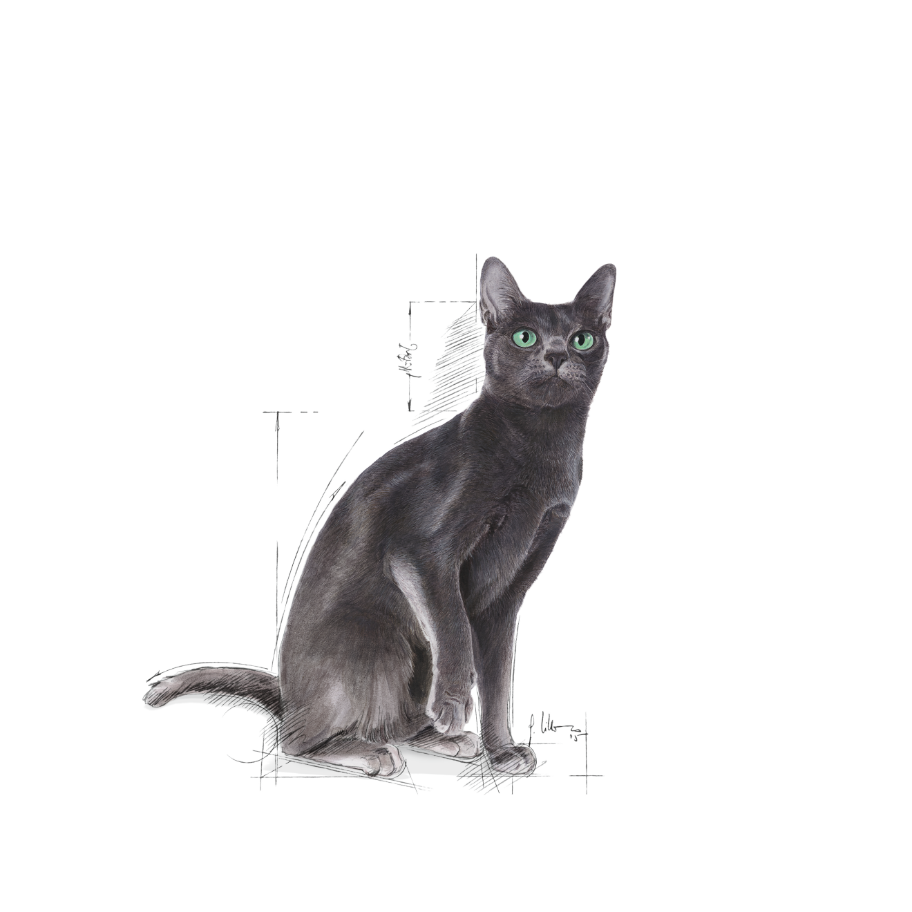 Royal Canin Sterilised