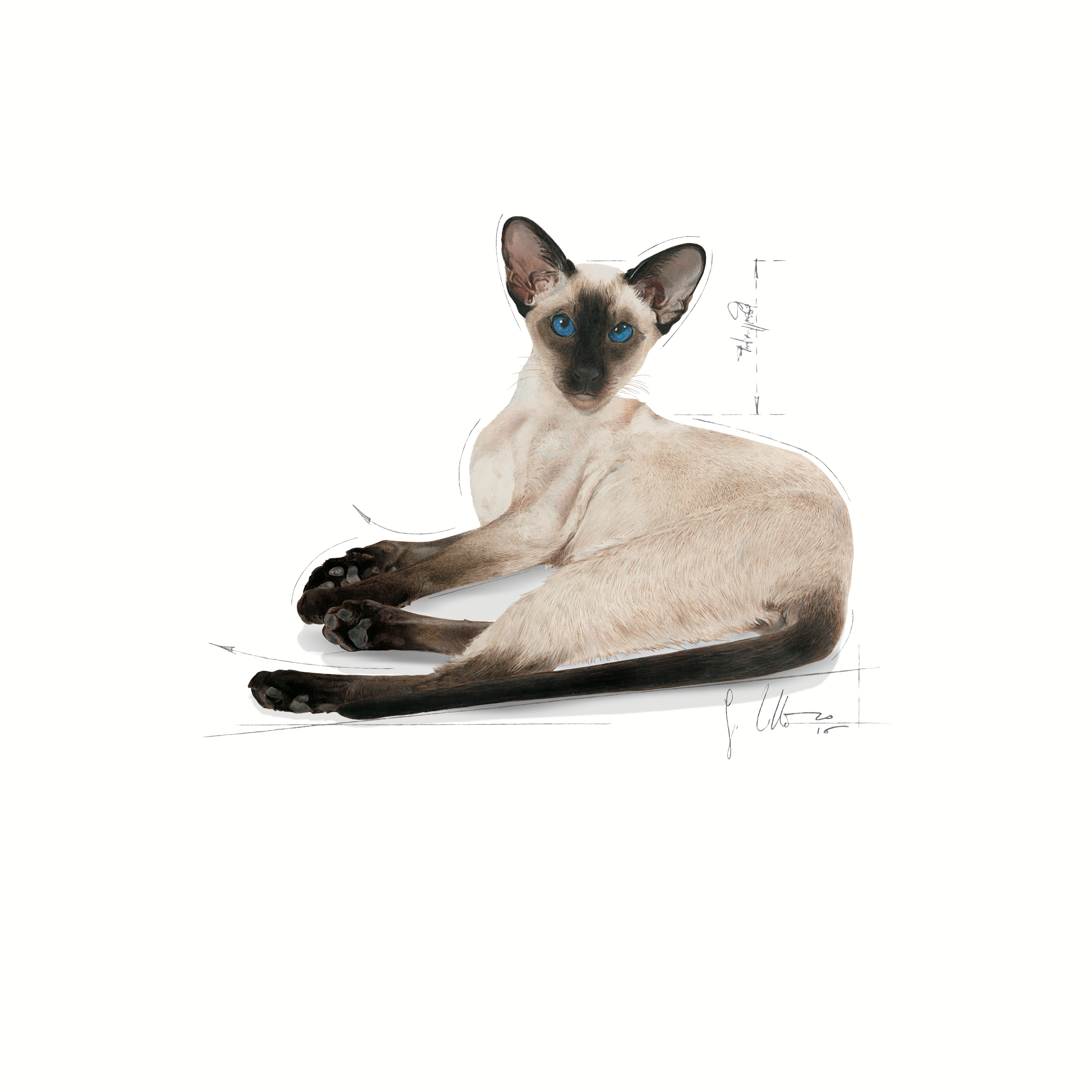 Royal Canin Siamese