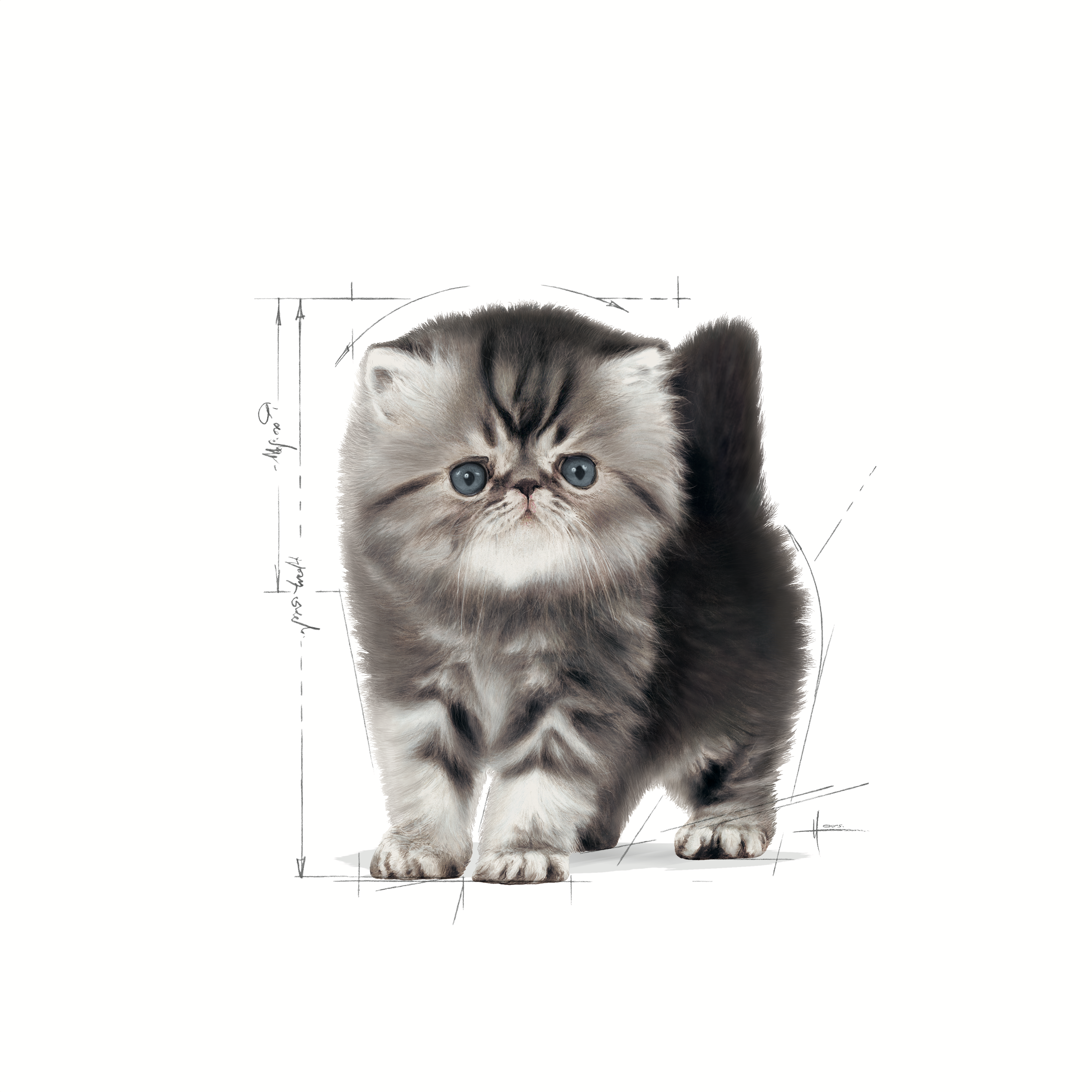 Royal Canin Kitten Persian