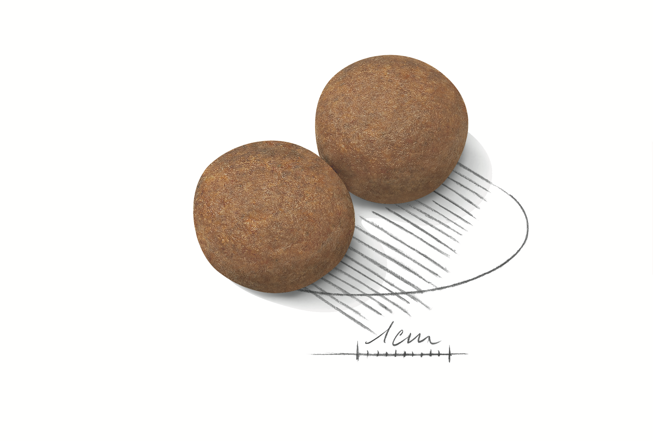 Royal Canin Maxi Adult