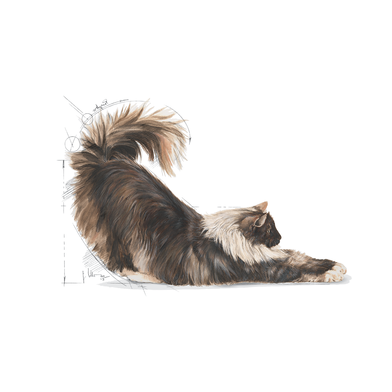 Royal Canin Indoor Longhair