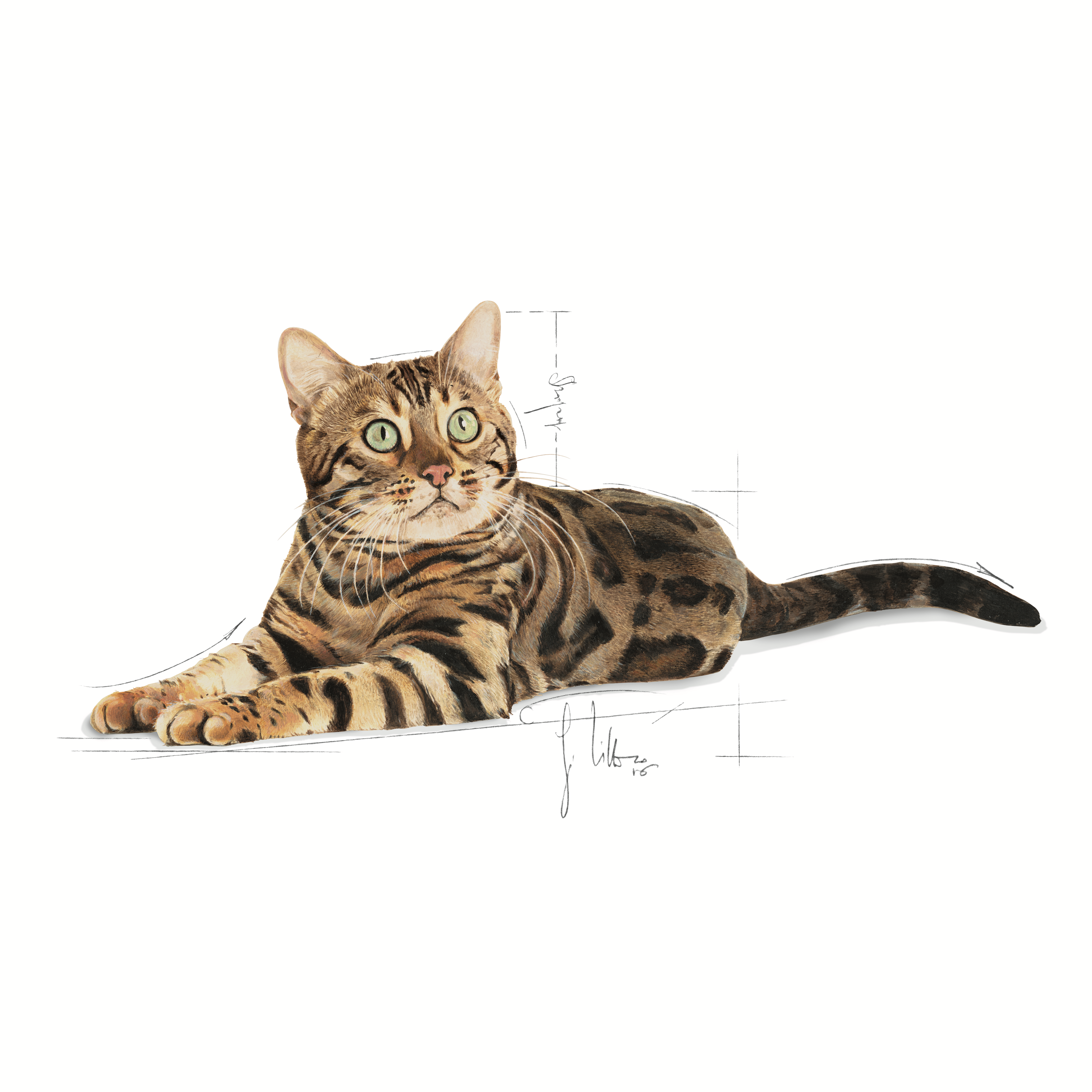 Royal Canin Bengal